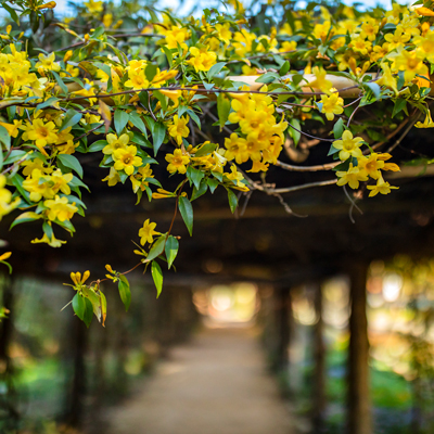 Yellow flowers in Coker Arboretum
